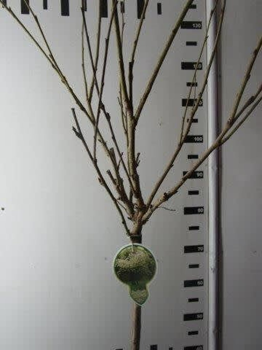 Prunus ser. 'Shimidsu' - 80 CM Stem C5